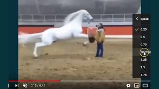 What Caused This Horse To Defend Itself - This Is NOT A Horse Problem