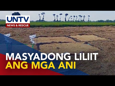 Mga magsasaka, inaasahan ang pagtindi ng epekto ng El Niño sa mga magsasaka sa buwan ng Mayo