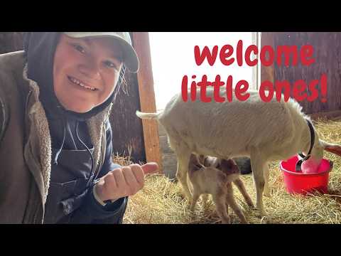 Goat Kids Arrive at Farmer Jo Homesteading!