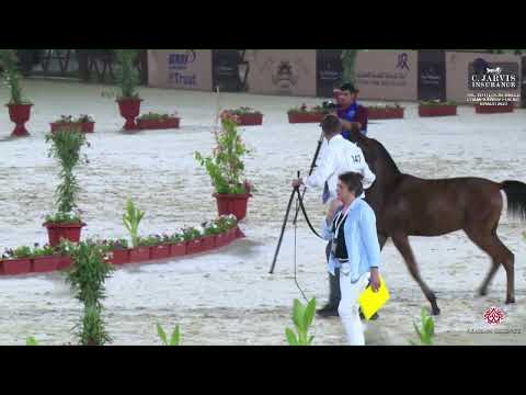 N 147 QALB ATHBAH   The 12th Local Breed Championship for Arabian Horses 2023   Colt Foals Section C