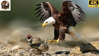 Eagle vs. King Cobra – The Most Fierce Wild Battle on the Planet!