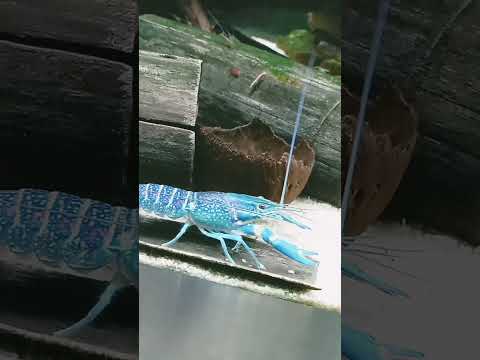 Niebieska kreweta #unstoppable #challenge #artist #music #czajnik #edms #roblox #song #funny