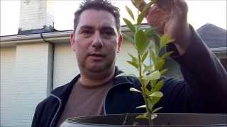 Pruning my key lime tree 16 months old grown from seed!