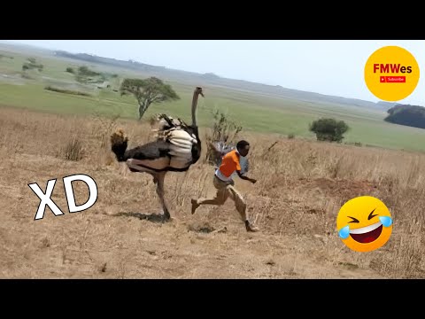 SI TE RÍES PIERDES NIVEL DIOS #265 🤣 VIDEOS DE RISA 😎HUMOR VIRAL MEXICANO😆