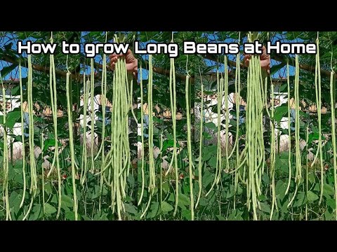 Bean Seeds