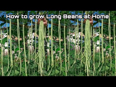 Green yard long bean - ylb-21, multiplex seeds -100 gm, pack...