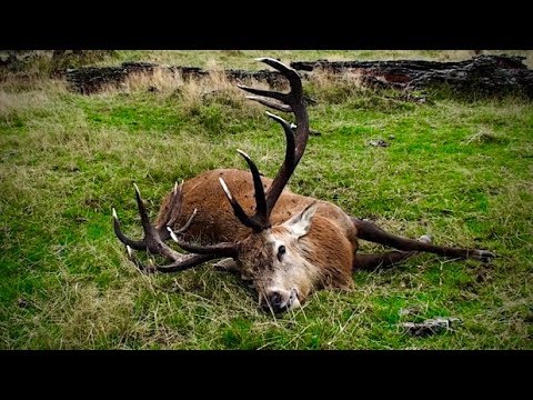 #waikarimoana Hunting two Fallow deer, with 22=250 rifle for meat hunt in New Zealand # 210