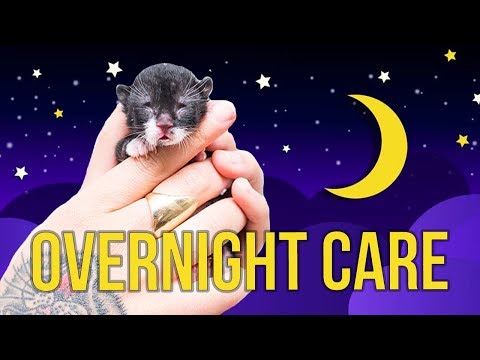 Tips for Overnight Kitten Care - YouTube