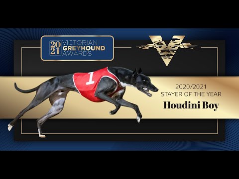 2021 Victorian Stayer of the Year: Houdini Boy