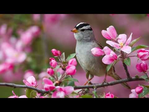 Richard Noll ~ Early Spring Video | Songs for Spring