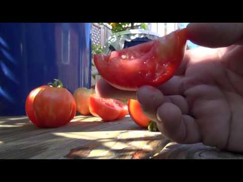 , title : '⟹ TOMATO REVIEW - BOX CAR WILLIE AMERICAS #1 CHOICE AWARD tomato !!'