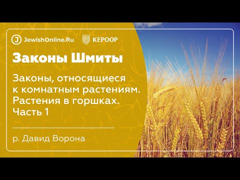 Законы шмиты. Урок 7: Законы, относящиеся к комнатным растениям. Растения в горшках