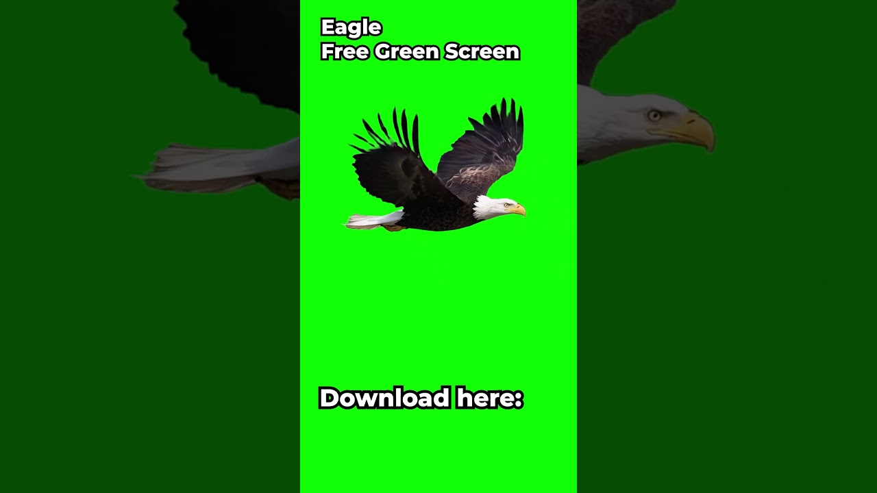 Flying Eagle Loop – Free Green Screen VFX