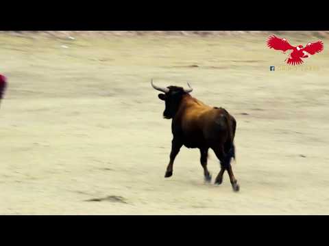 ✔ TORO VELAY : Piras Pispischay ♫ Andrés "CHIMANGO" Lares ♪ Fredy Ortiz ♪ Lapla de Huaycahuacho