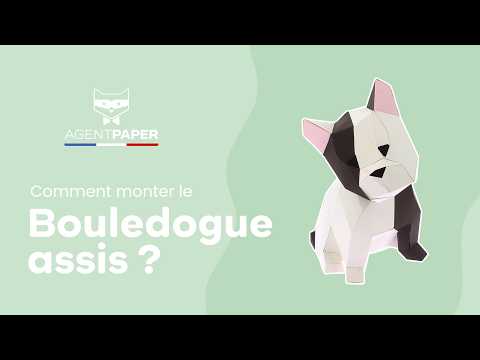 Bouledogue assis - vidéo de présentation