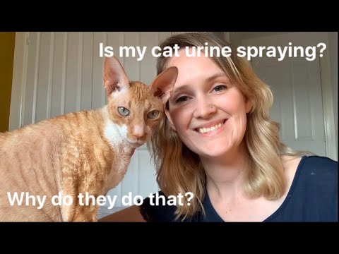 Is your cat urine spraying? Why do cats urine mark?