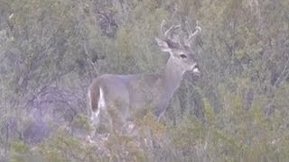 preview picture of video 'Coues White-tailed Deer Buck near the San Pedro River in Cochise County, Arizona, Sept. 2013'