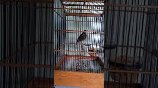 Download lagu Anis merah trotol belajar ngriwik mp3