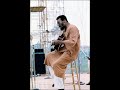 RICHIE HAVENS Live at WOODSTOCK
