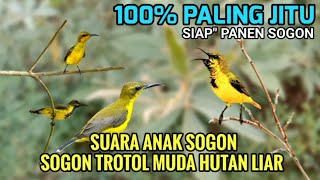 Download lagu Suara pikat sogon | Suara pikat sogon anakan memanggil sogon liar dijamin ampuh mp3