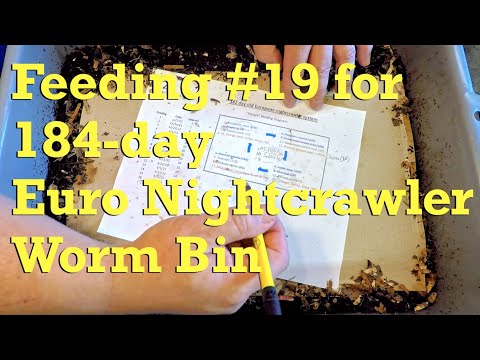Back to 10-day feeding interval in what was the "pocket-fed" ENC worm bin - vermicompost