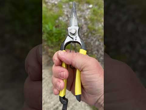Oil your snips - #gardening #gardeningtips #tools #mygardentoday