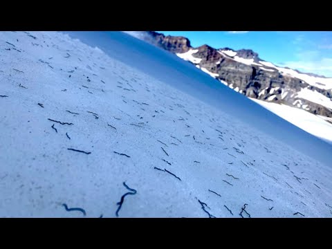 The mystery surrounding glacier ice worms | AccuWeather