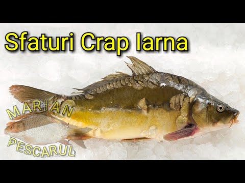 Crapul Iarna | Sfaturi