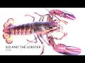 Sid And The Lobster By 202e