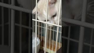 【猫多頭飼い】ご飯の時間 #猫かわいい  #猫動画 #日常vlog #猫との暮らし