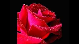 War - I'm The One ( Who Understands)