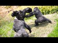 Gorillas Big Quarrel The Shabani S Group