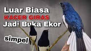 Download lagu Rawatan Kacer Giras Buka Ekor - Simpel mp3