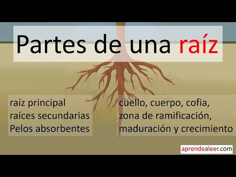 Partes de la raiz de una planta para niños