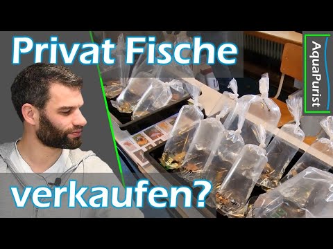 Fish market, dealer, or classifieds? What can you do with your privately bred fish?