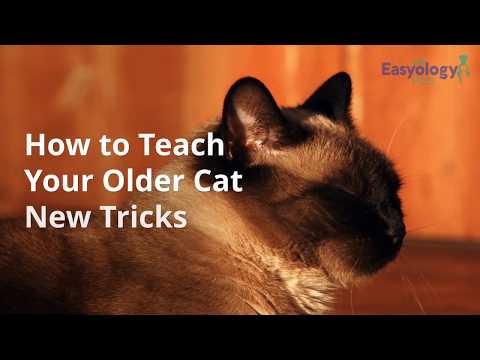 How to Teach Your Older Cat New Tricks