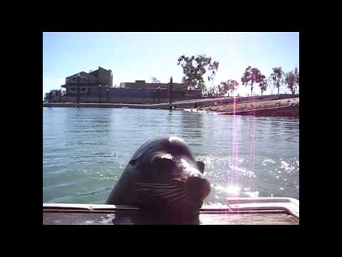 seal with teeth and jaw damaged from explosives
