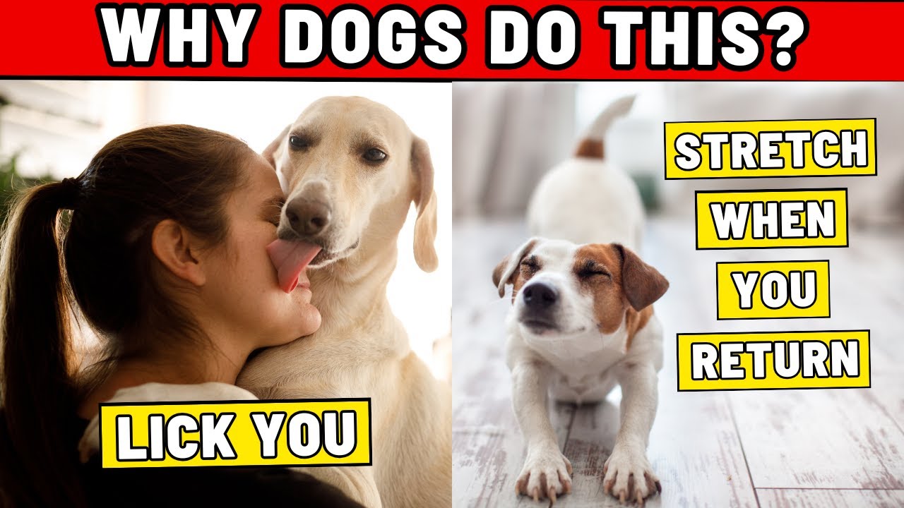 9 Weird Dog Behaviors Explained