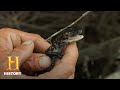 Swamp People Willie Tests A Mama Gator Season 10 Bonus History
