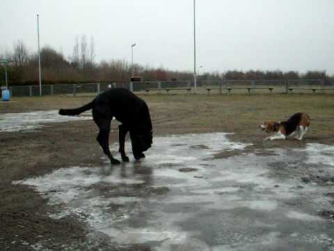 Anico-Unai de l'Atzucac, Ca de Bestiar, 02.2009