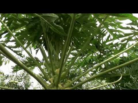 Papaya, variety Red Maradol growing inside a retractable roof production system in Culiacan Mexico