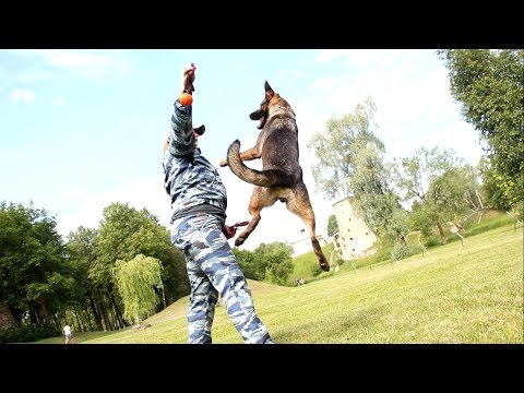 21.06.2019 / Лучших полицейских кинологов региона наградили в Пскове