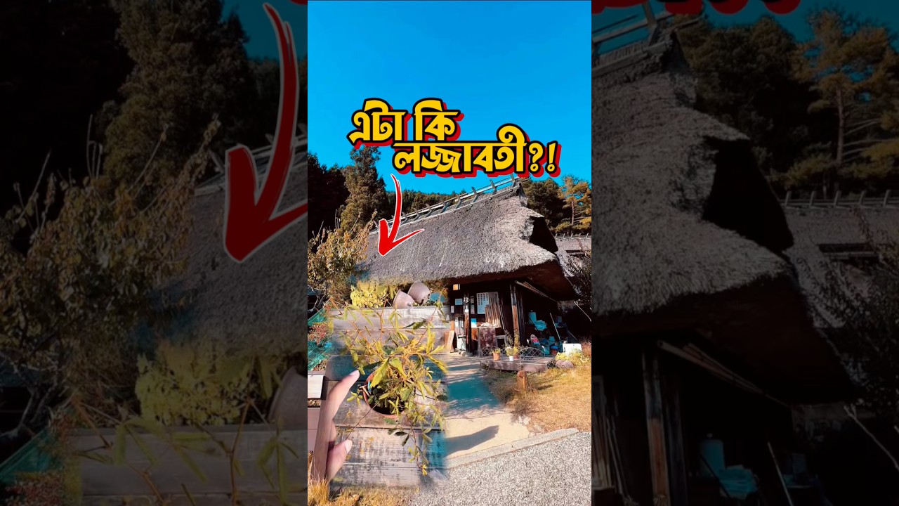পুরোনো এক গ্রামে লজ্জাবতী গাছ পেলাম! তাকে লজ্জা দিলাম 😄 #japanvlog #japantravel #japan