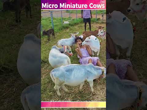 , title : 'Mini Cows #World's Shotest Cow #miniature Punganuru Cow # Ancient Indian Smallest Brahman Breed Cow'