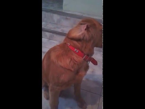 Sunny the Golden Retriever vs Peanut butter