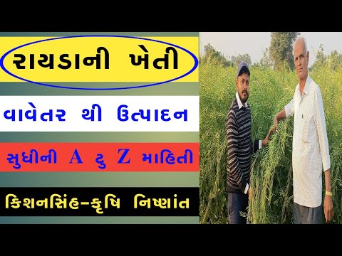 #રાયડાની ખેતી|રાયડા કી ખેતી|raydani kheti|raydo|રાયડો|