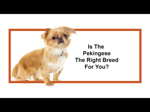 Pekingese Video