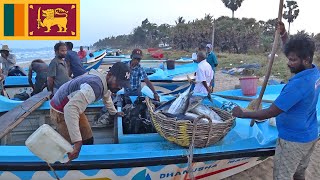 Dog bit me | Tuna fishing Trincomalee Sri Lanka