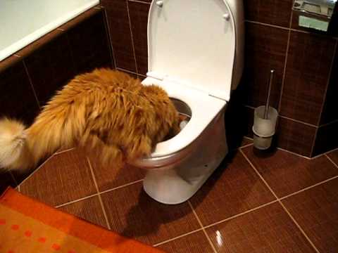 My cat Drinking out of Toilet bowl