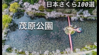 茂原公園　日本さくら名所100選